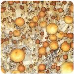 Псилоцибиновые (галлюциногенные)  грибы Psilocybin "Golden Teacher" в Цивильске