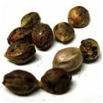 Семена марихуаны АК-47  (Seeds AK-47) в Цивильске